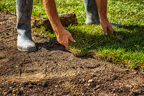 Sod Installation